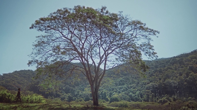 Video Reference: Sky, Plant, Plant community, Ecoregion, Natural landscape, Leaf, Tree, Branch, Vegetation, Mountain
