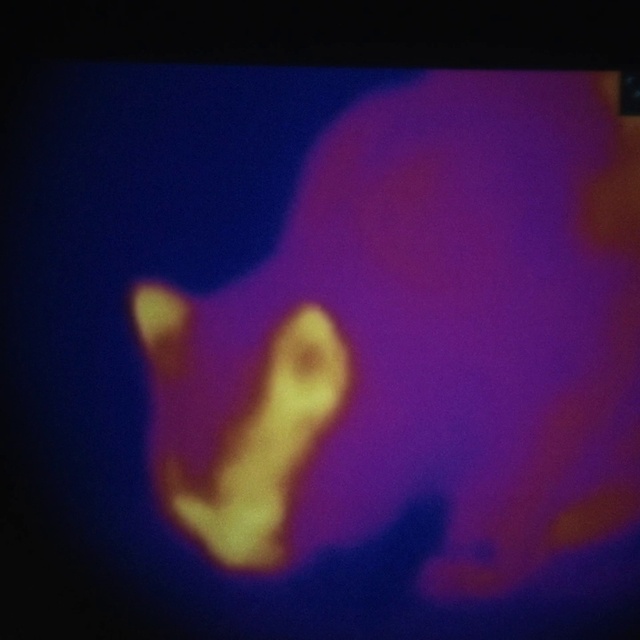 Video Reference: Purple, Violet, Gas, Magenta, Sky, Electric blue, Fin, Marine biology, Water, Fish