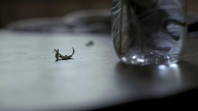 Video Reference: Grey, Arthropod, Wood, Pest, Insect, Automotive tire, Terrestrial animal, Close-up, Macro photography, Parasite