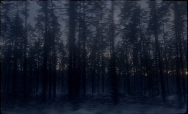 Video Reference: Atmosphere, Natural landscape, Plant, Wood, Branch, Tree, Twig, Fog, Trunk, Freezing