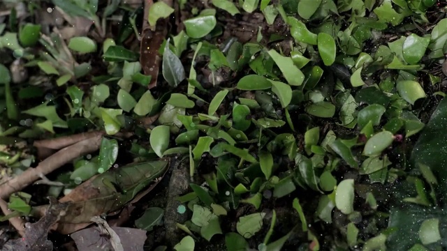 Video Reference: Plant, Leaf, Terrestrial plant, Groundcover, Produce, Leaf vegetable, Ingredient, Flowering plant, Vegetable, Soil