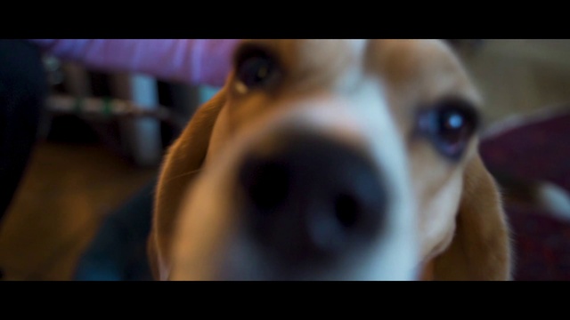 Video Reference: Dog, Carnivore, Jaw, Dog breed, Ear, Whiskers, Companion dog, Fawn, Sporting Group, Pet supply