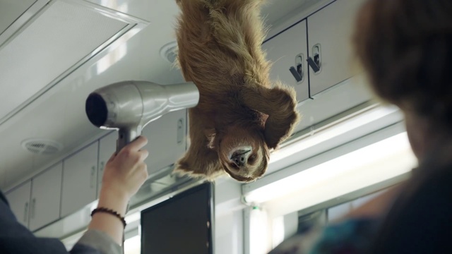 Video Reference: Jaw, Gesture, Fawn, Snout, Felidae, Wood, Tail, Whiskers, Liver, Terrestrial animal