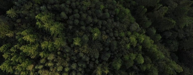 Video Reference: Terrestrial plant, Natural landscape, Evergreen, Groundcover, Plant, Tree, Grass, Landscape, Pattern, Shrub