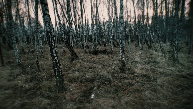 Video Reference: Sky, Natural landscape, Twig, Wood, Trunk, Terrestrial plant, Grass, Freezing, Plant, Tree