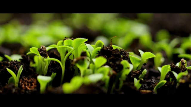 Video Reference: Plant, Terrestrial plant, Insect, Pollinator, Groundcover, Grass, Petal, Annual plant, Flowering plant, Arthropod