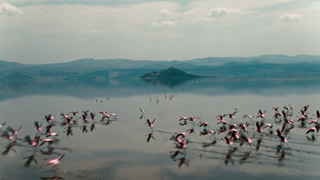 Video Reference: Water, Sky, Cloud, Bird, Beak, Nature, Lake, Body of water, Plant, Flamingo