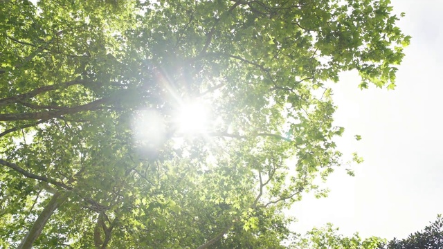 Video Reference: Atmosphere, Sky, Natural landscape, People in nature, Tree, Trunk, Grass, Twig, Landscape, Tints and shades