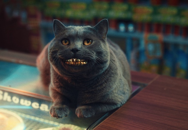 Video Reference: Human body, Felidae, Tire, Carnivore, Mammal, Small to medium-sized cats, Grey, Cat, Window, Whiskers