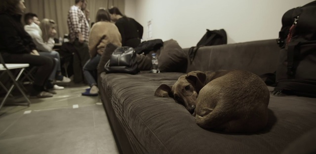 Video Reference: Jeans, Trousers, Dog, Furniture, Couch, Comfort, Dog breed, Grey, Carnivore, Fawn