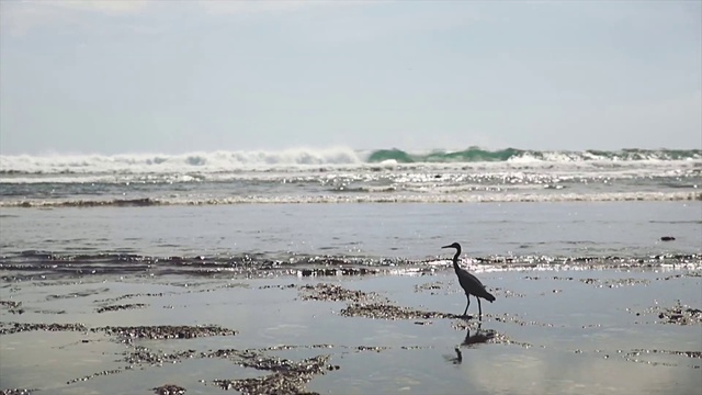 Video Reference: Water, Bird, Sky, Ecoregion, Fluid, Cloud, Beach, Lake, Wind wave, Shore