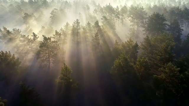 Video Reference: Atmosphere, Water, Sky, Nature, Natural environment, Natural landscape, Wood, Tree, Branch, Cloud
