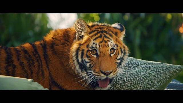 Video Reference: Head, Bengal tiger, Siberian tiger, Eye, Tiger, Vertebrate, Felidae, Natural environment, Human body, Carnivore