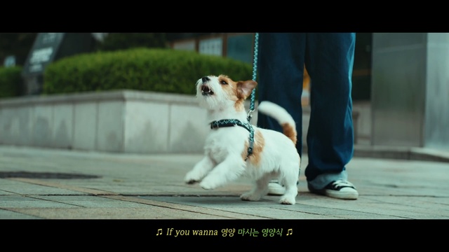 Video Reference: Dog, Plant, Collar, Dog breed, Carnivore, Dog supply, Companion dog, Toy dog, Leash, Snout