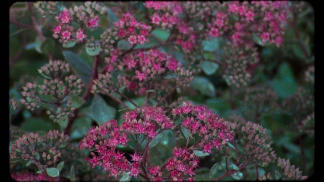 Video Reference: Flower, Plant, Leaf, Petal, Botany, Pink, Terrestrial plant, Groundcover, Magenta, Flowering plant
