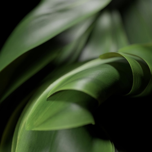 Video Reference: Plant, Water, Flower, Petal, Terrestrial plant, Automotive design, Flowering plant, Art, Grass, Macro photography