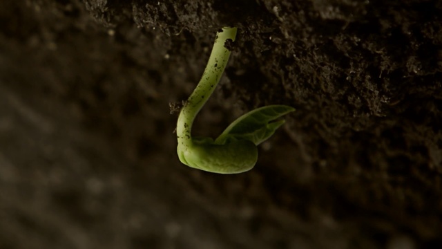 Video Reference: Insect, Pollinator, Arthropod, Terrestrial plant, Larva, Moths and butterflies, Caterpillar, Invertebrate, Terrestrial animal, Soil