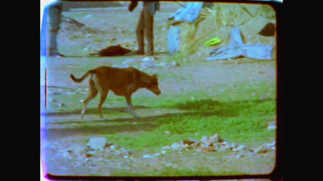 Video Reference: dog, animal, walking, outdoor, grass, litter, street, stray, urban, blurry, low_resolution, vintage, side_view, ground