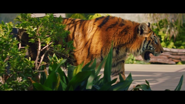 Video Reference: Bengal tiger, Siberian tiger, Plant, Tiger, Eye, Felidae, Natural environment, Carnivore, Organism, Vegetation