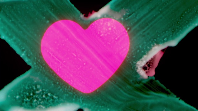 Video Reference: Green, Human body, Petal, Botany, Organism, Pink, Grass, Material property, Font, Magenta