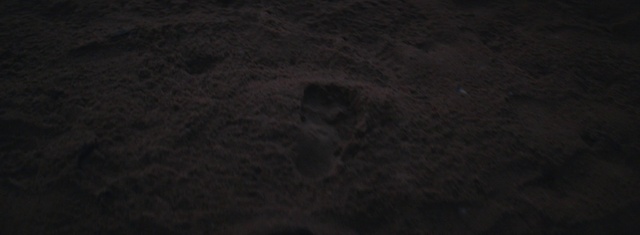 Video Reference: Flooring, Wood, Concrete, Road surface, Soil, Landscape, Pattern, Fur, Darkness, Asphalt