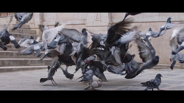 Video Reference: Bird, Grey, Beak, Rock dove, Feather, Stock dove, Seabird, Wing, Event, Flock