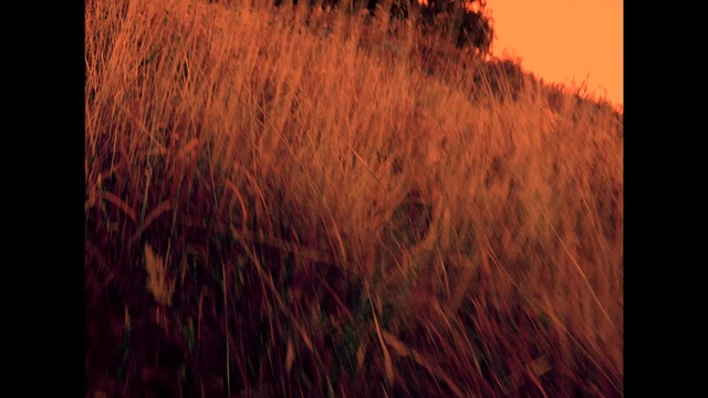 Video Reference: Atmosphere, Sky, Plant, Wood, Natural landscape, Grass, Grassland, Horizon, Plain, Landscape