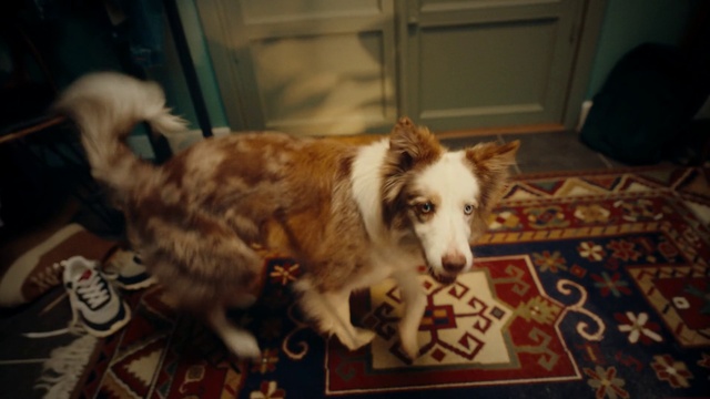 Video Reference: Dog, Dog breed, Carnivore, Companion dog, Snout, Flooring, Sporting Group, Fur, Canidae, Door