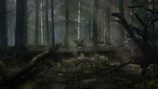 Video Reference: Ecoregion, Plant, Natural landscape, Wood, Trunk, Terrestrial plant, Twig, Grass, Landscape, Fog