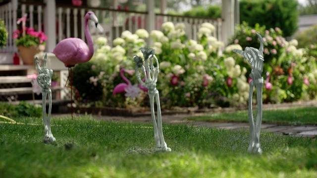 Video Reference: Flower, Plant, Nature, Petal, Botany, Tree, Grass, Shrub, Groundcover, Landscape