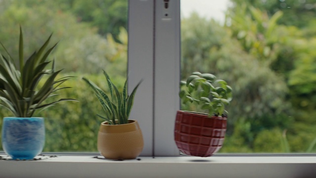 Video Reference: Plant, Flowerpot, Houseplant, Leaf, Wood, Terrestrial plant, Vegetation, Rectangle, Window, Table