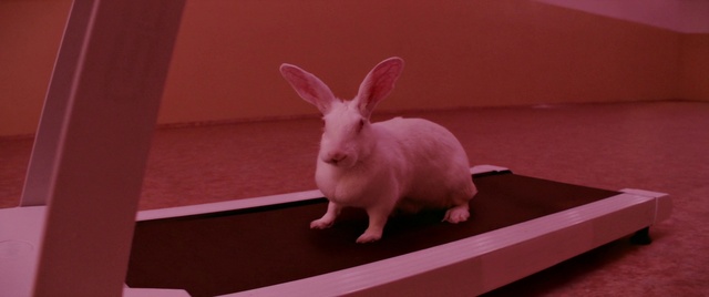 Video Reference: Rabbit, Human body, Ear, Rabbits and Hares, Pink, Domestic rabbit, Fawn, Snout, Whiskers, Event