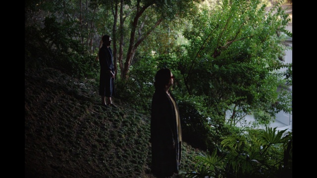 Video Reference: Plant, Branch, Vegetation, Tree, Sunlight, Terrestrial plant, Grass, Wood, Woody plant, Tints and shades