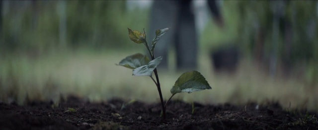 Video Reference: Plant, Twig, Tree, Terrestrial plant, Grass, Landscape, Flowering plant, Annual plant, Soil, Forest