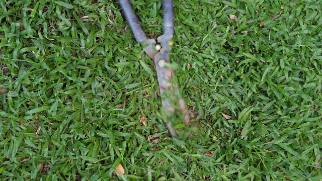 Video Reference: Plant, Terrestrial plant, Vegetation, Grass, Groundcover, Grass family, Shrub, Tree, Flowering plant, Flower