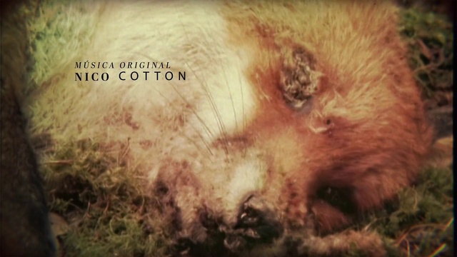 Video Reference: Carnivore, Fawn, Felidae, Whiskers, Terrestrial animal, Grass, Wood, Art, Font, Pattern