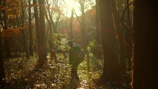Video Reference: Plant, Plant community, People in nature, Wood, Sky, Natural landscape, Tree, Trunk, Sunlight, Twig