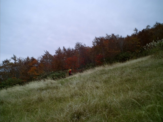 Video Reference: Sky, Plant, Natural landscape, Tree, Shrub, Grass, Plain, Cloud, Grassland, Landscape