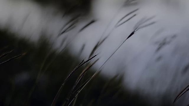 Video Reference: Sky, Plant, Water, Twig, Natural landscape, Grey, Wood, Grass, Grass family, Wind
