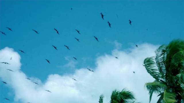 Video Reference: Sky, Cloud, Bird, Azure, Tree, Animal migration, Wing, Arecales, Cumulus, Terrestrial plant