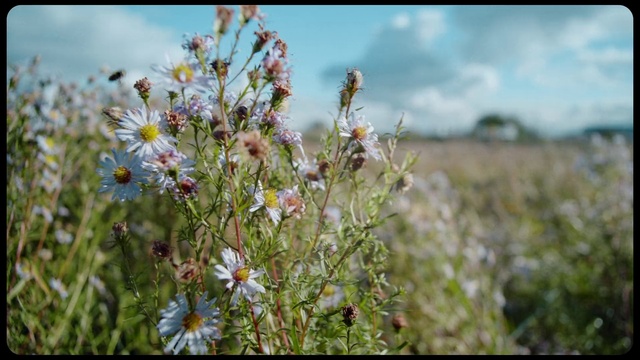 Video Reference: Flower, Sky, Cloud, Plant, Natural landscape, Grass, Herbaceous plant, Petal, Grassland, Meadow
