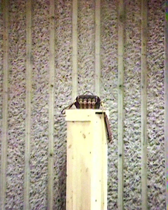 Video Reference: Window, Wood, Plant, Wall, Tints and shades, Gas, Facade, Rectangle, Twig, Ceiling