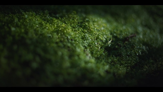 Video Reference: Eye, Plant, Terrestrial plant, Natural landscape, Grass, Rectangle, Tints and shades, Landscape, Wood, Font