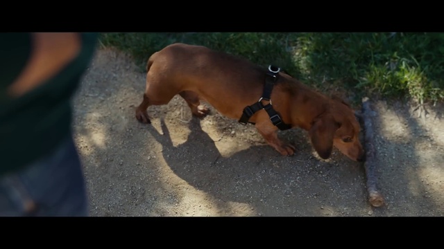 Video Reference: Dog, Carnivore, Dog breed, Pet supply, Collar, Dog supply, Fawn, Liver, Companion dog, Snout