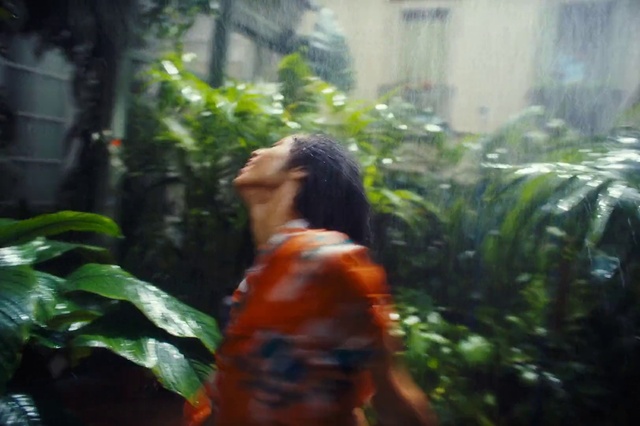 Video Reference: Plant, Terrestrial plant, Window, Wood, Tints and shades, Grass, Forest, Leisure, Jungle, Landscape