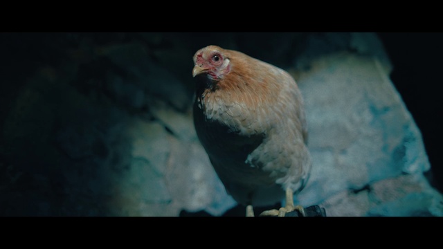 Video Reference: Bird, Eye, Beak, Galliformes, Feather, Terrestrial animal, Snout, Fowl, Wing, Tail