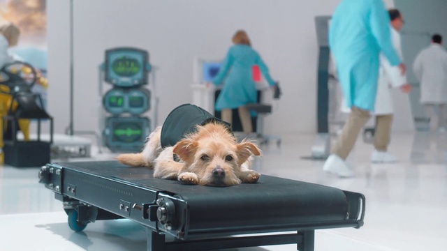 Video Reference: Dog, Vertebrate, Shorts, Dog breed, Carnivore, Mammal, Toy, Dog supply, Companion dog, Fawn