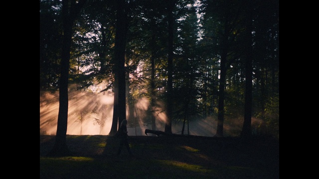 Video Reference: Plant, Atmosphere, Tree, Natural landscape, Wood, Branch, Trunk, Sunlight, Atmospheric phenomenon, Biome