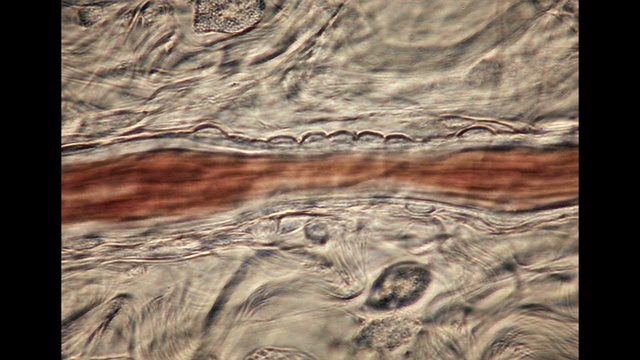 Video Reference: Water, Liquid, Wood, Formation, Grass, Landscape, Art, Wind wave, Pattern, Trunk