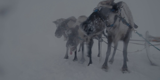 Video Reference: Snow, Working animal, Freezing, Dog breed, Snout, Pack animal, Recreation, Art, Winter, Livestock
